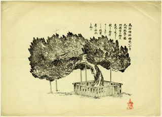[高砂神社神木いぶきの図] -諸国社寺境内名木図版集-