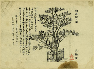 月輪寺時雨桜の図 -諸国社寺境内名木図版集-