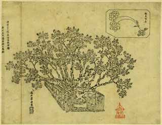 [(親鸞聖人御旧跡)数珠掛桜の図] -諸国社寺境内名木図版集-